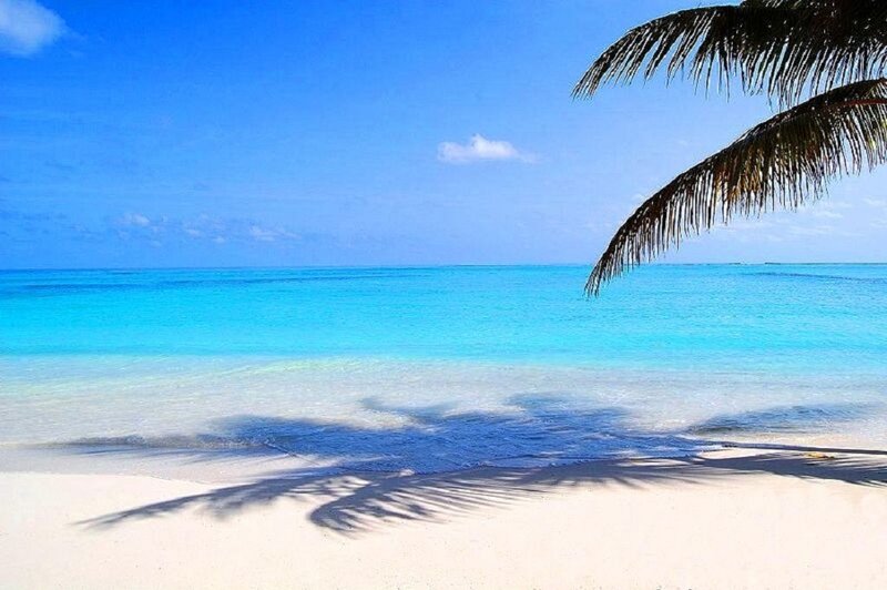 tropical beach with palm tree