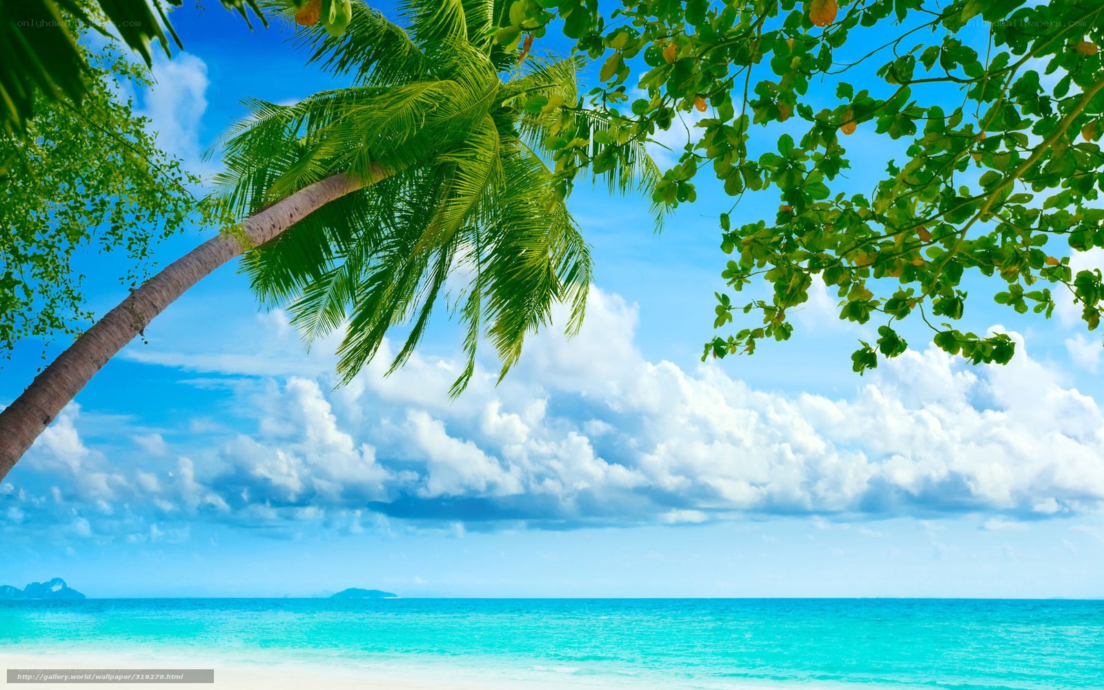 Tropical beach with palm tree