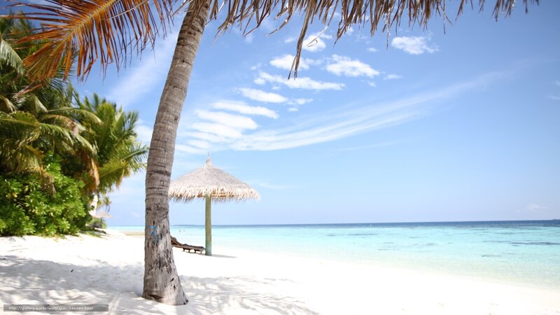 tropical beach with palm tree