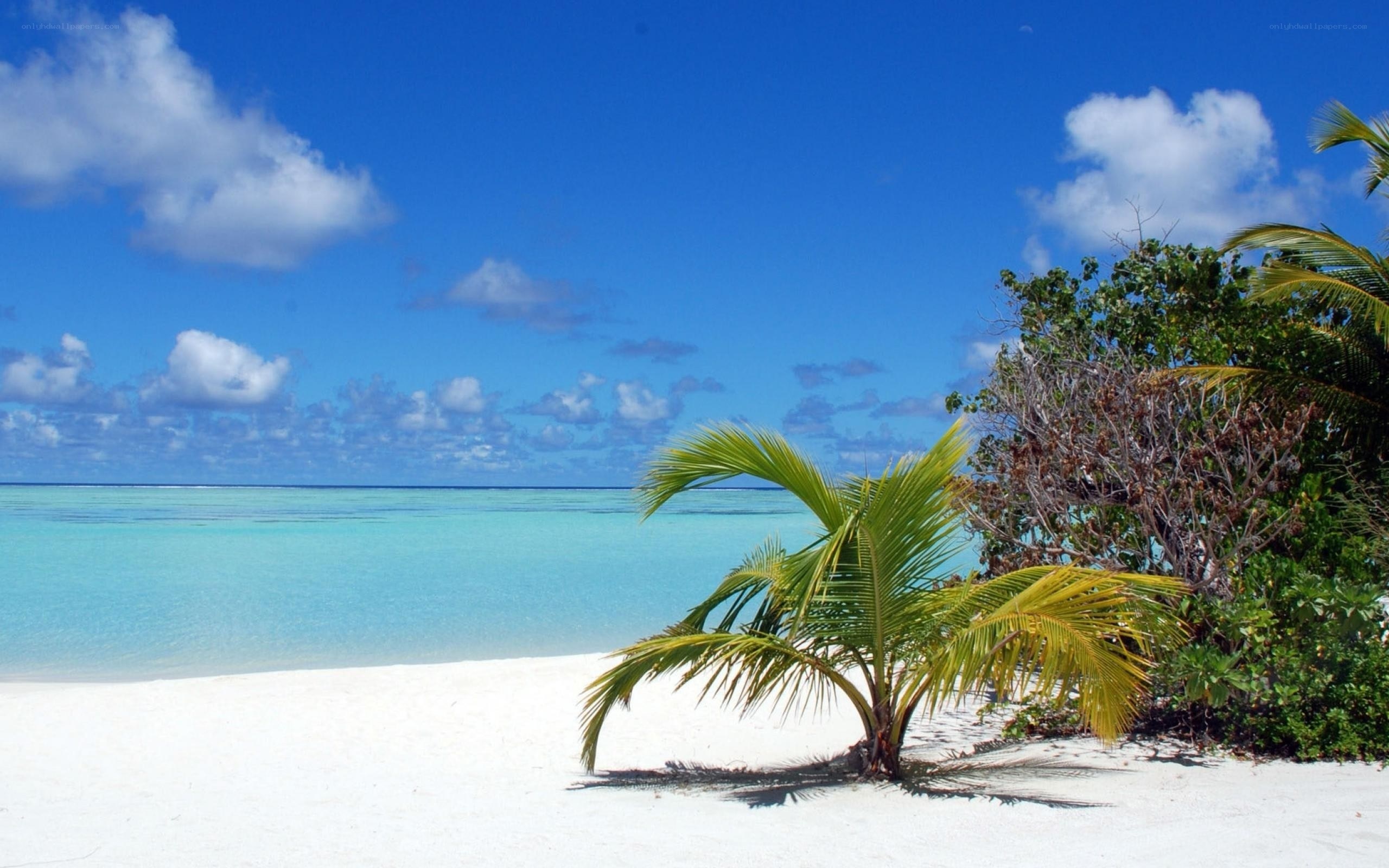 tropical beach with palm tree