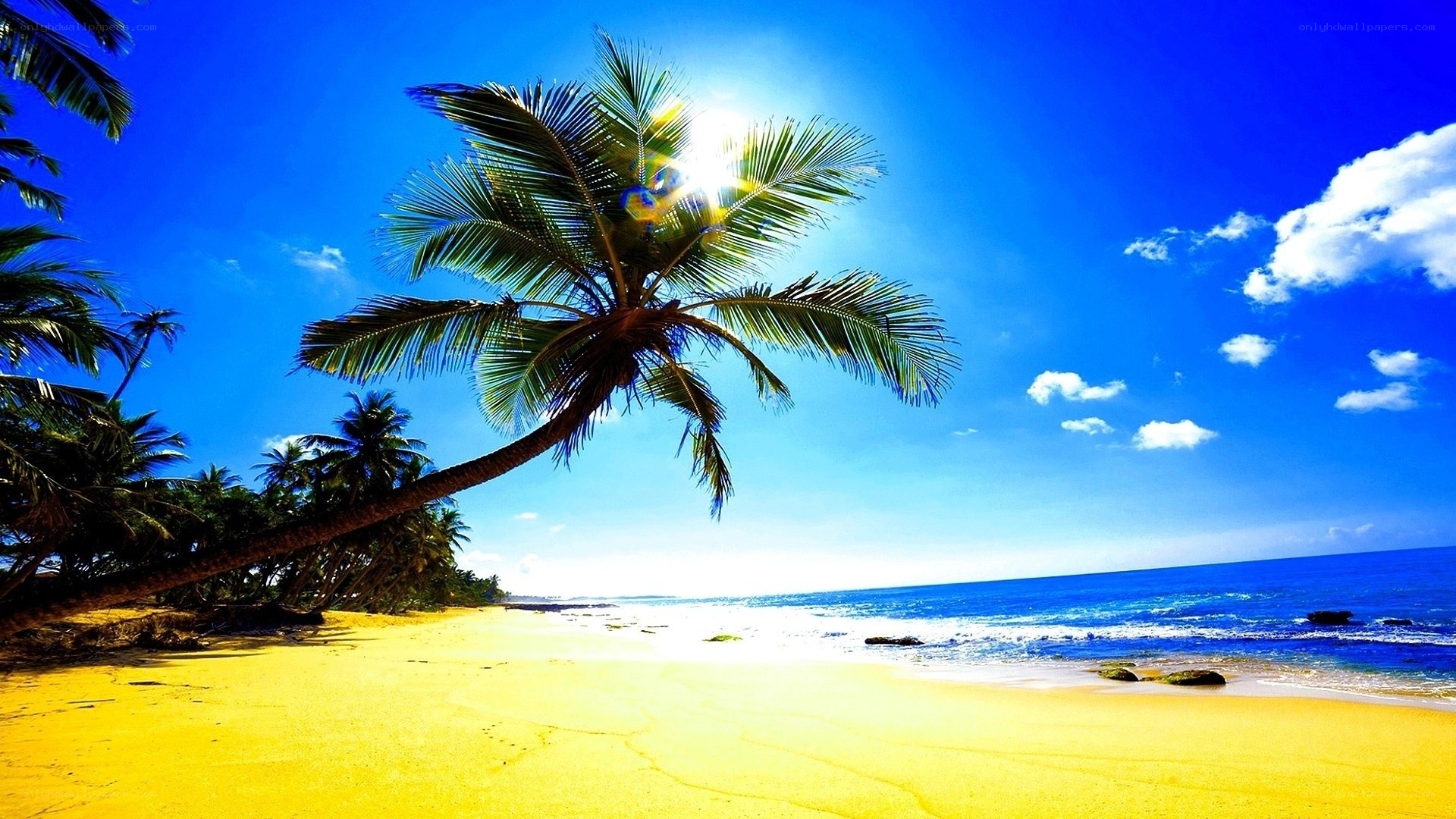 tropical beach with palm tree