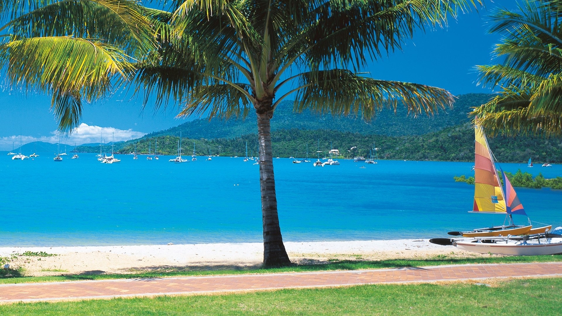 tropical beach with palm tree