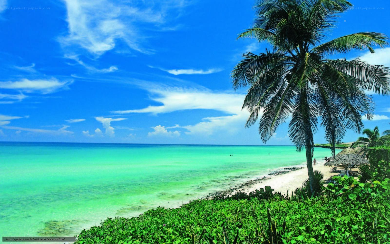 tropical beach with palm tree