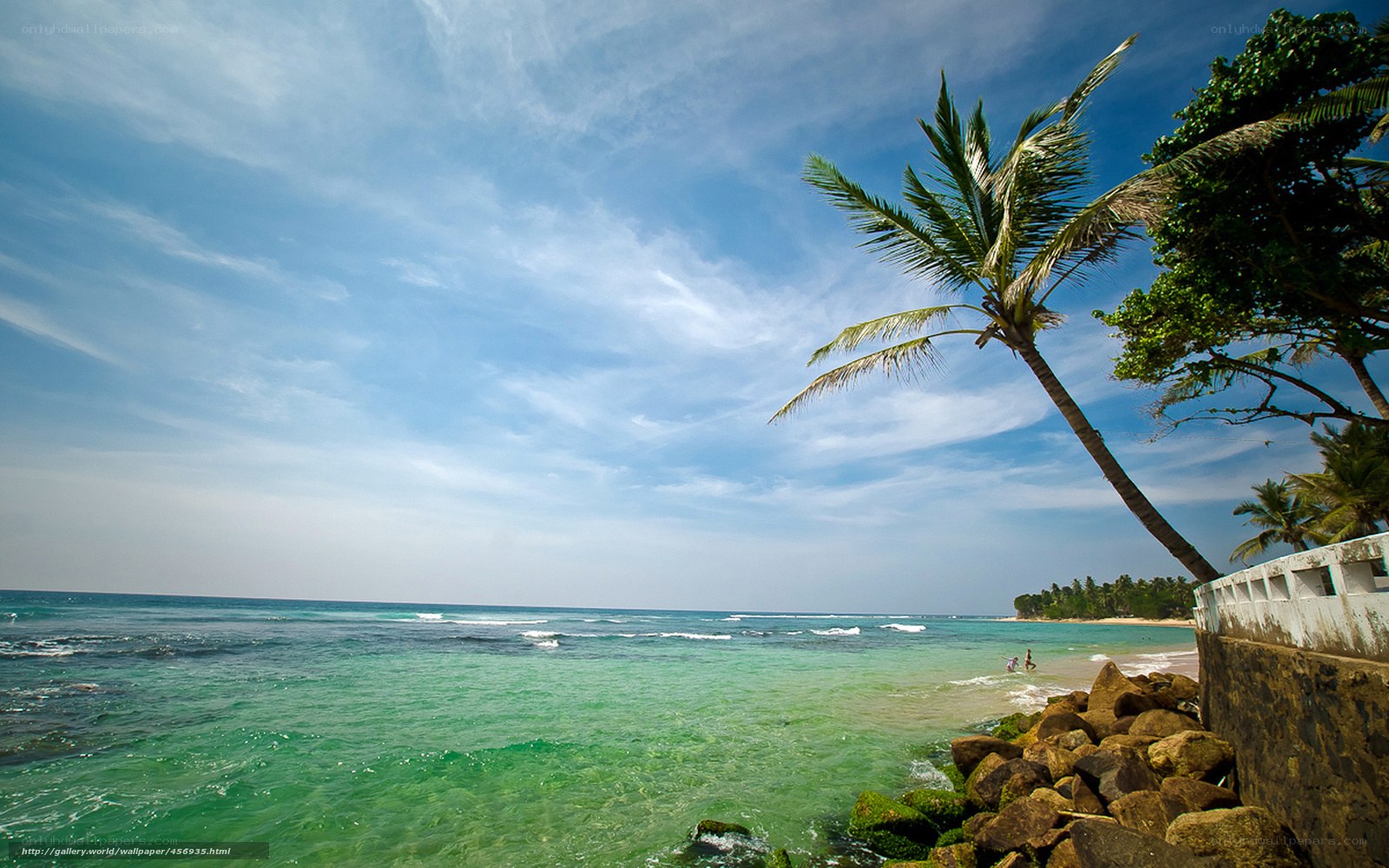 tropical beach with palm tree