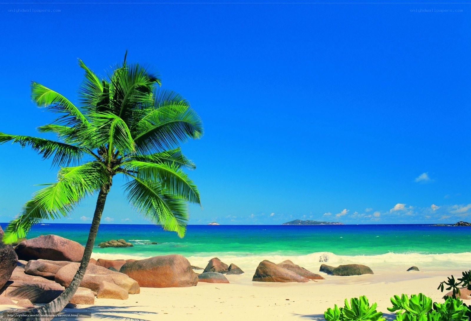 tropical beach with palm tree