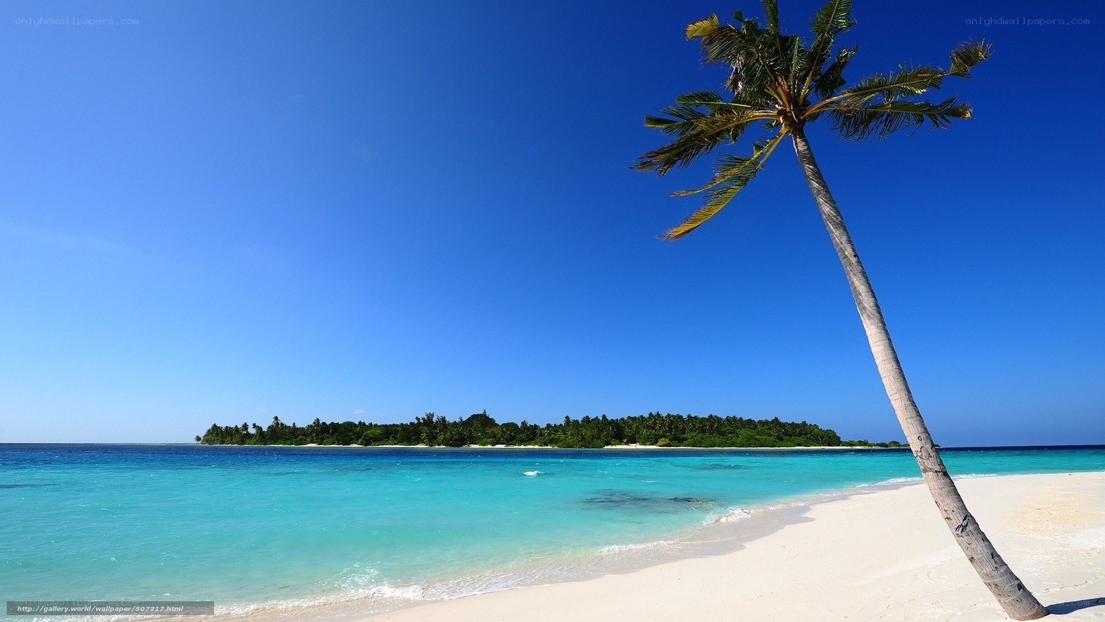tropical beach with palm tree
