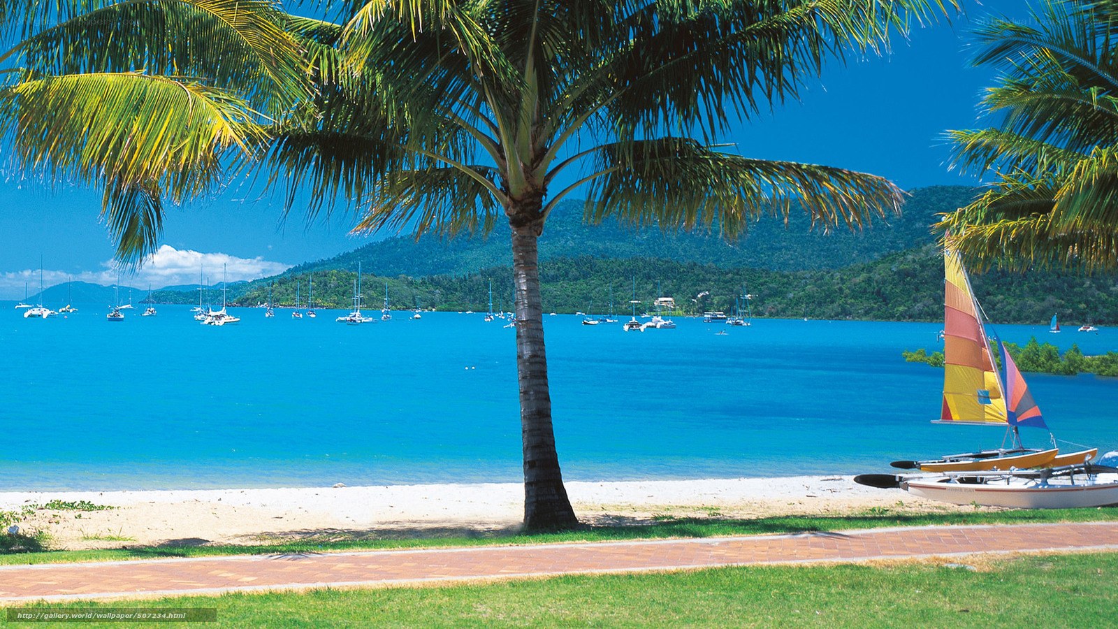 tropical beach with palm tree
