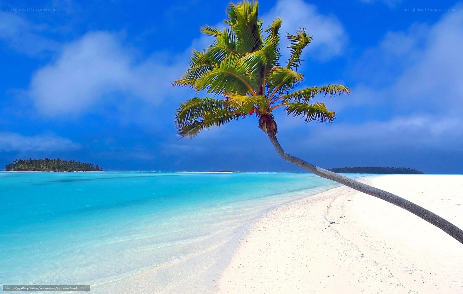 tropical beach with palm tree