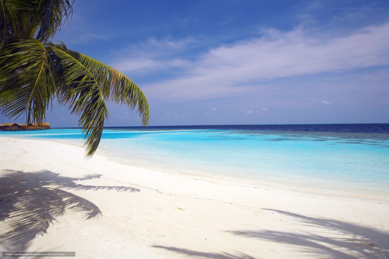 tropical beach with palm tree