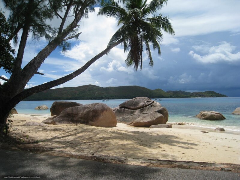 tropical beach with palm tree