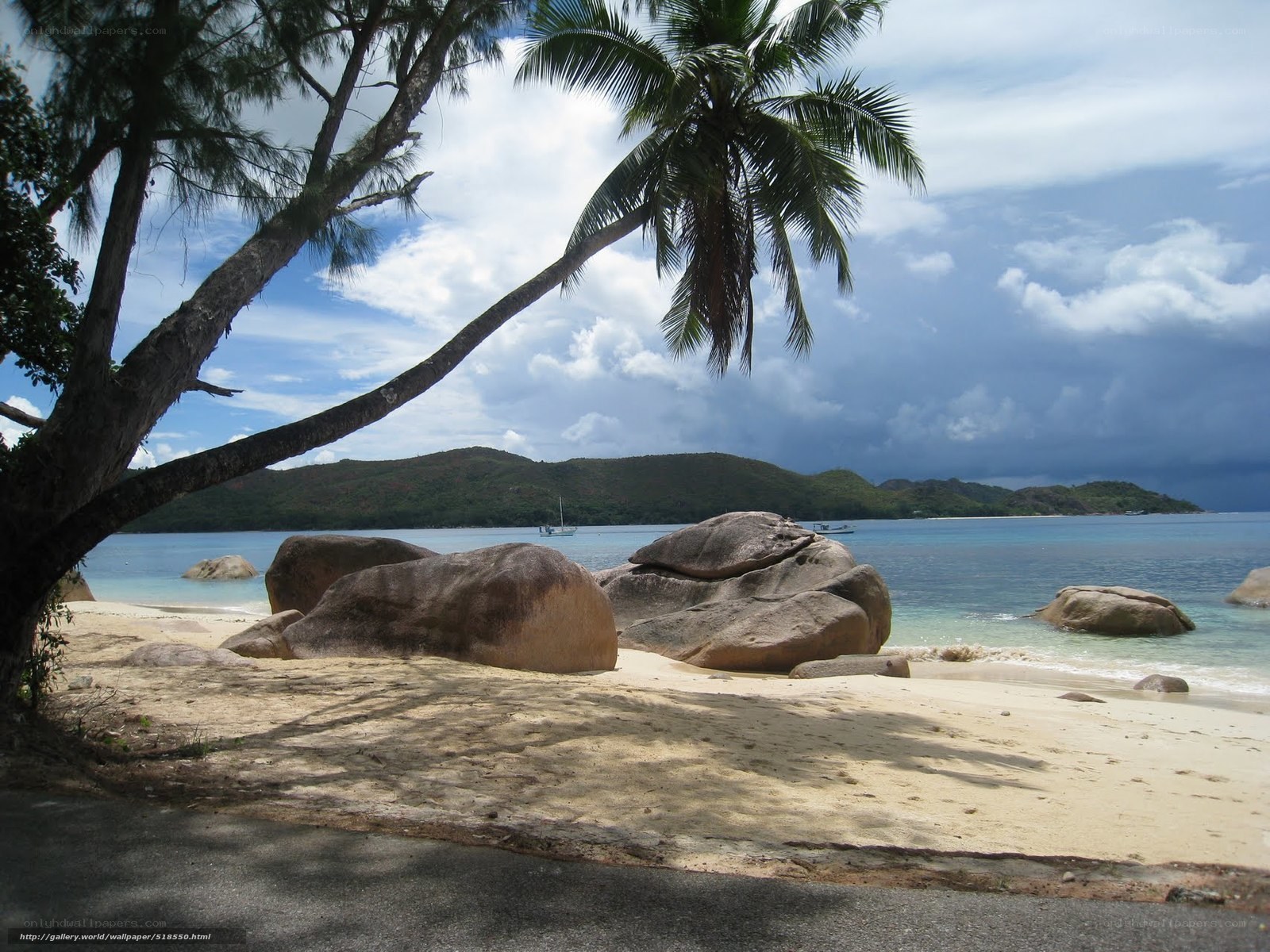 tropical beach with palm tree