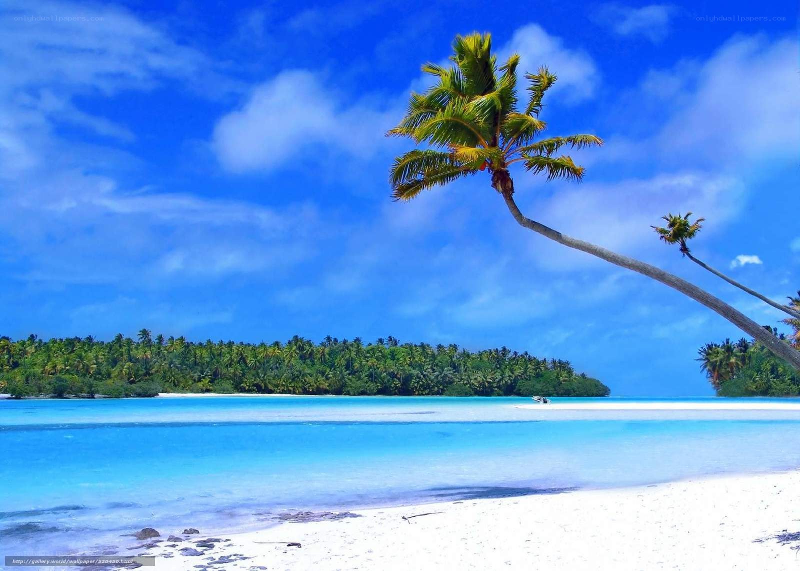 tropical beach with palm tree