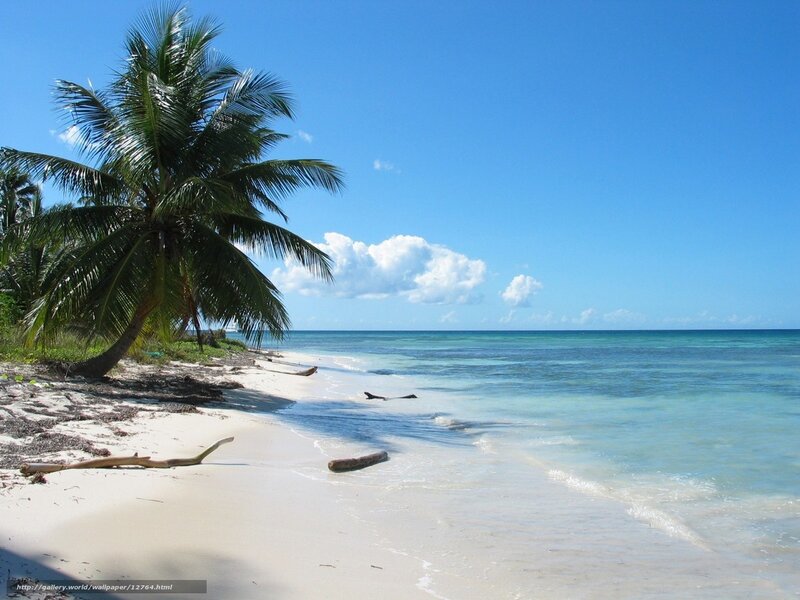 tropical beach with palm tree