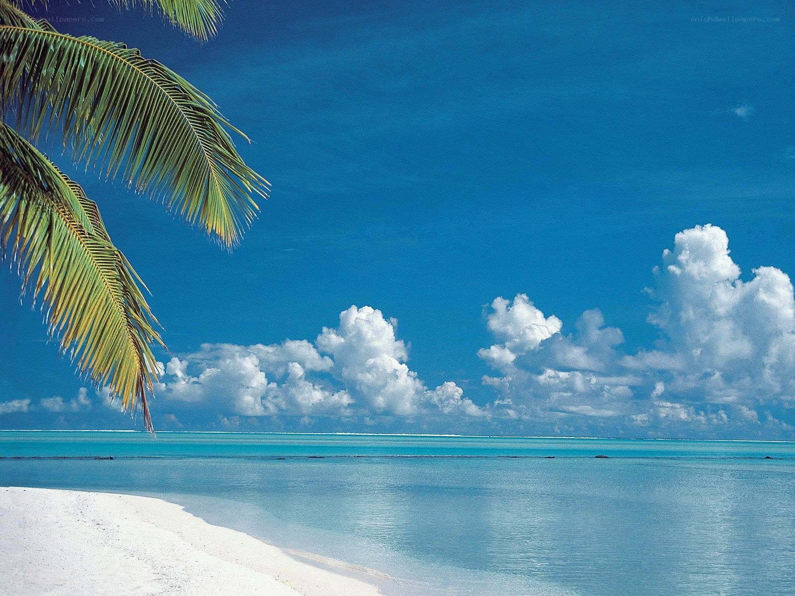 tropical beach with palm tree