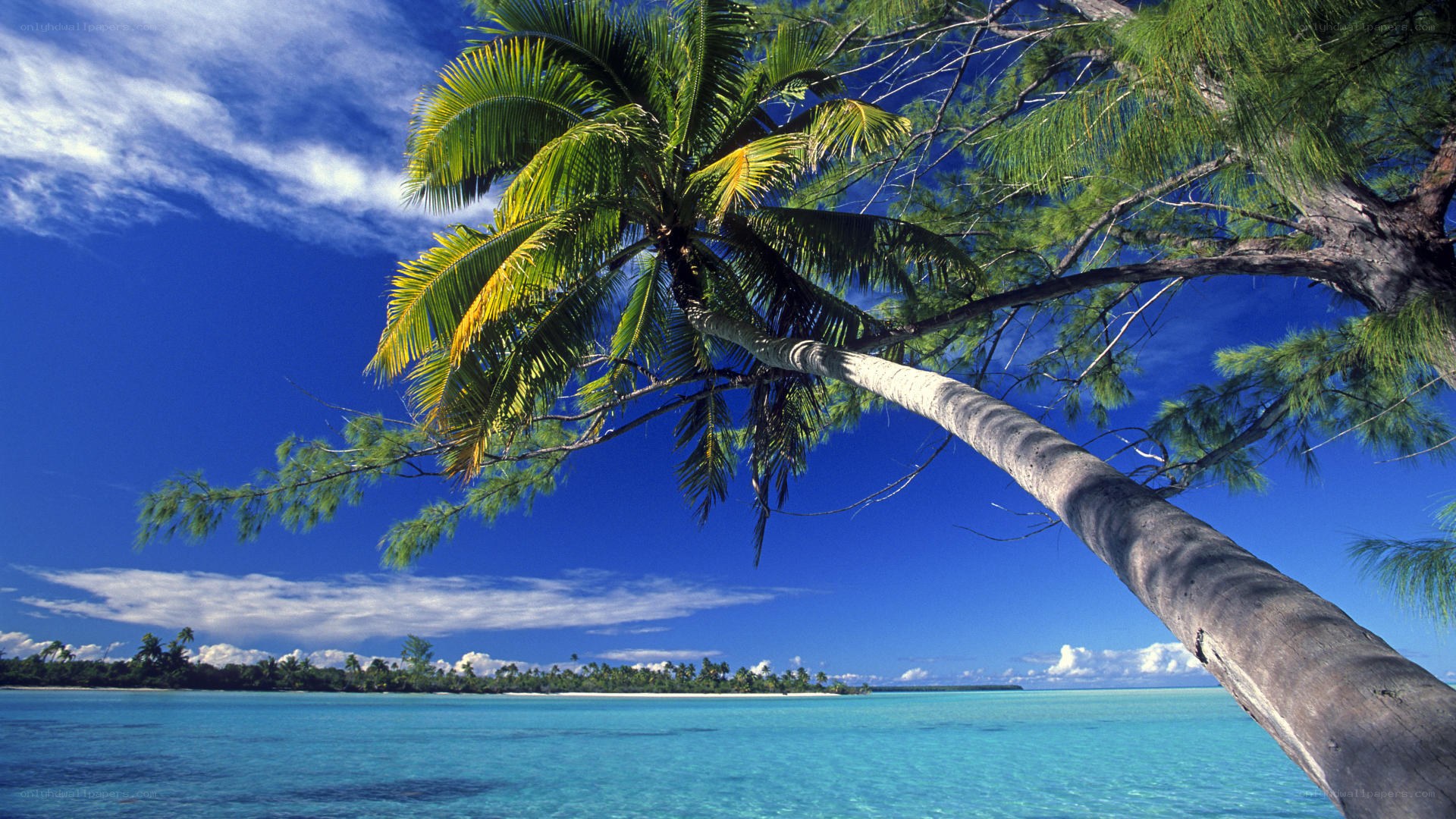 Tropical beach with palm tree