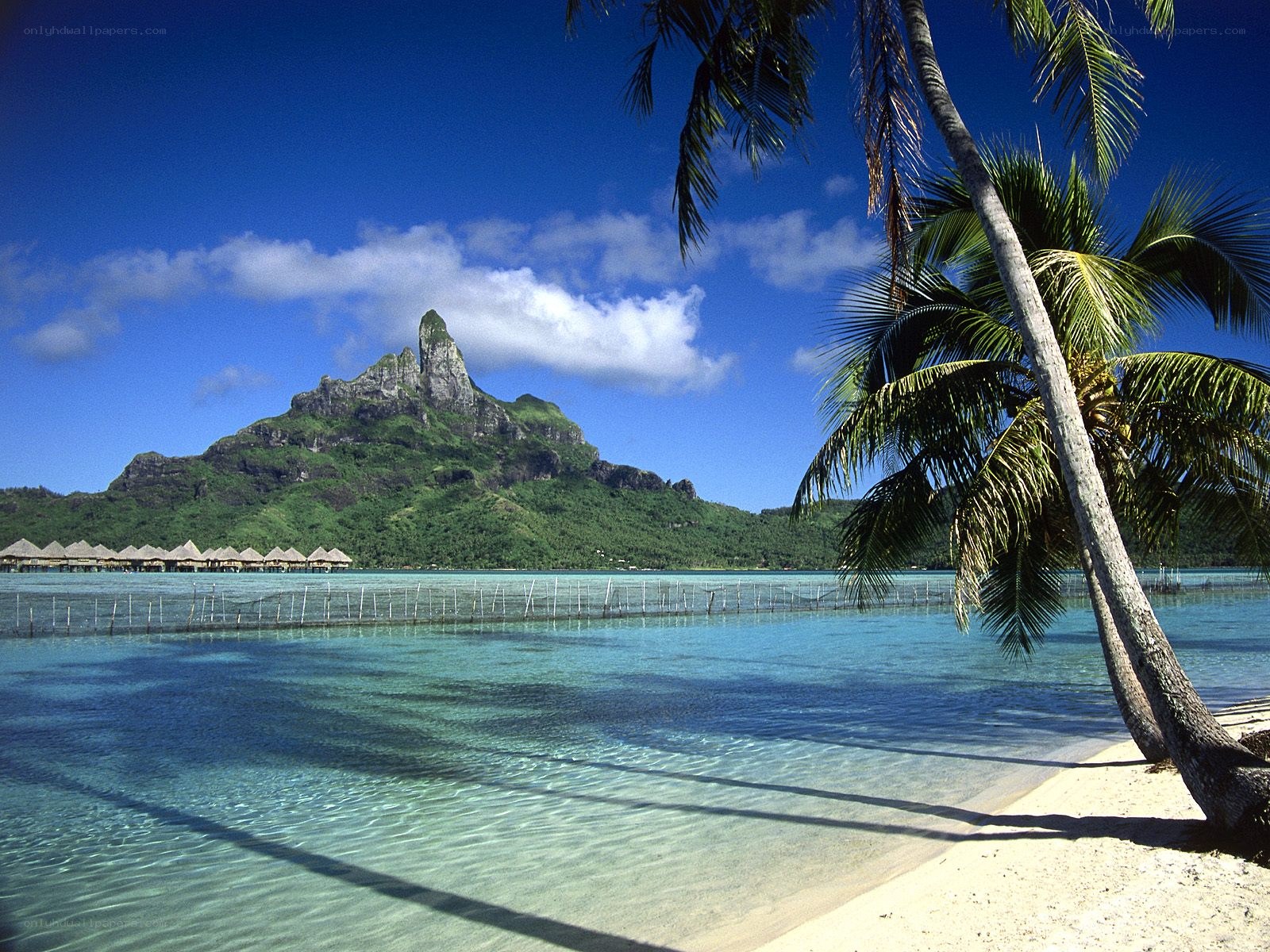 tropical beach with palm tree
