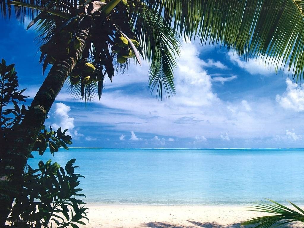 Tropical beach with palm tree