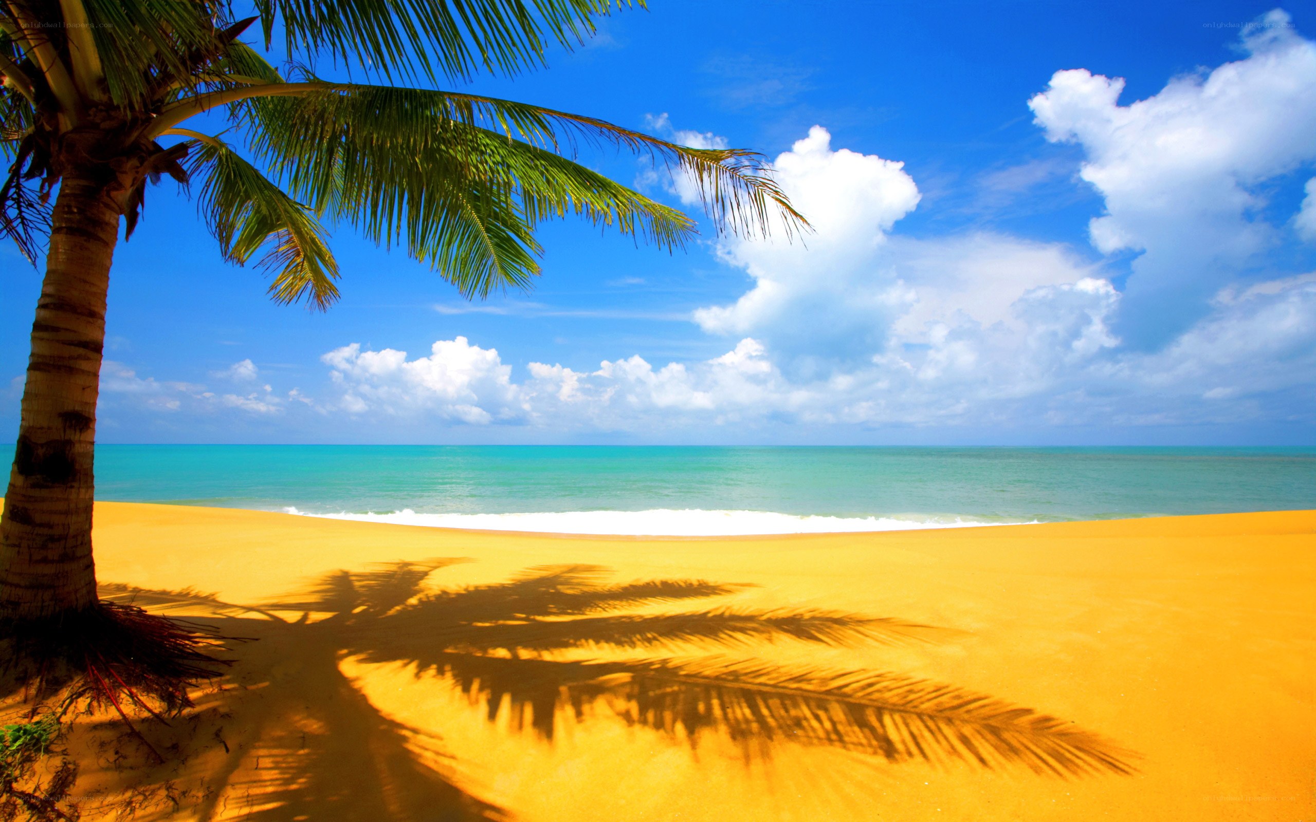 tropical beach with palm tree
