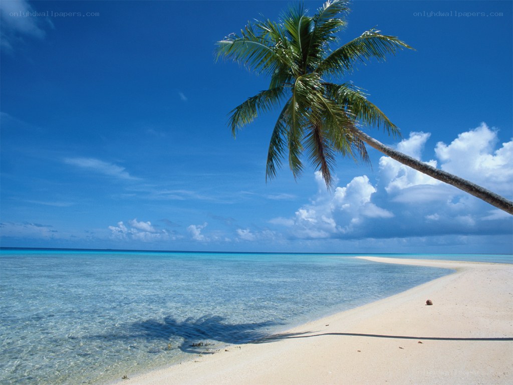 tropical beach with palm tree