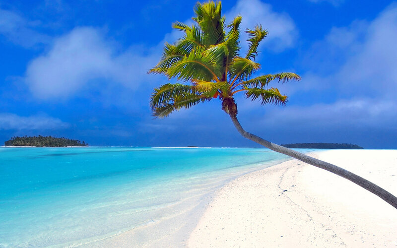 tropical beach with palm tree