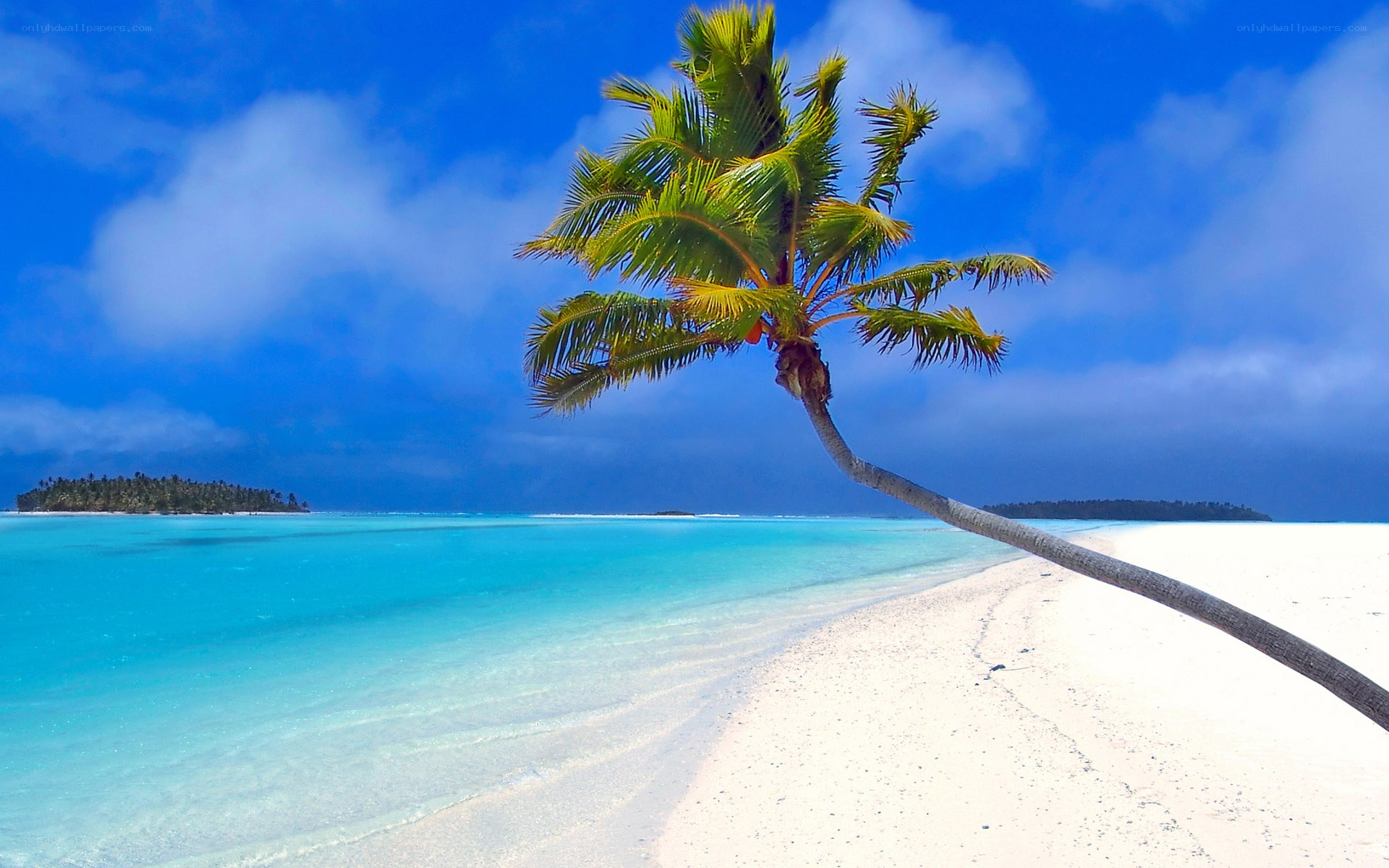 tropical beach with palm tree
