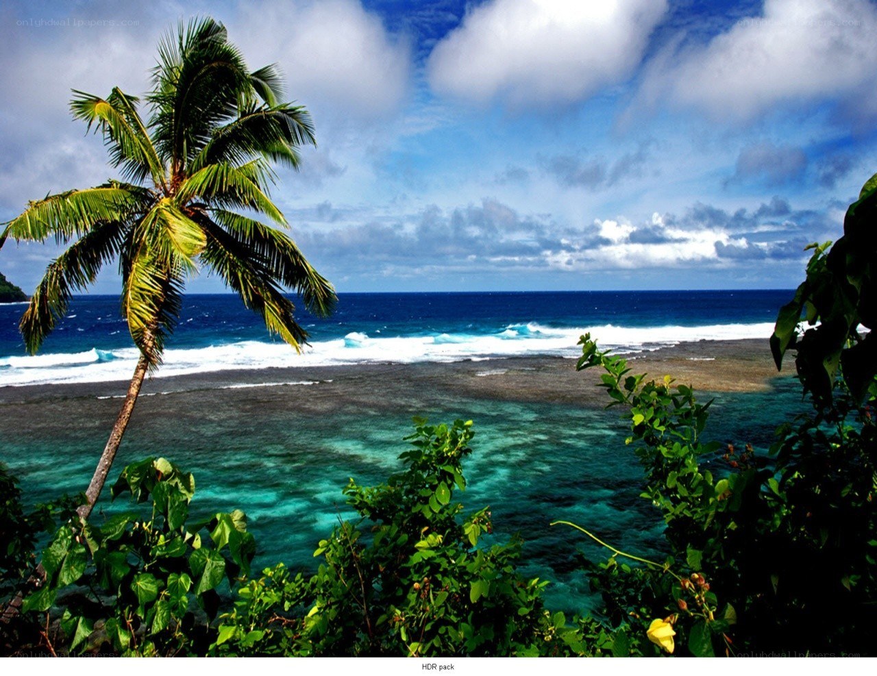 tropical beach with palm tree