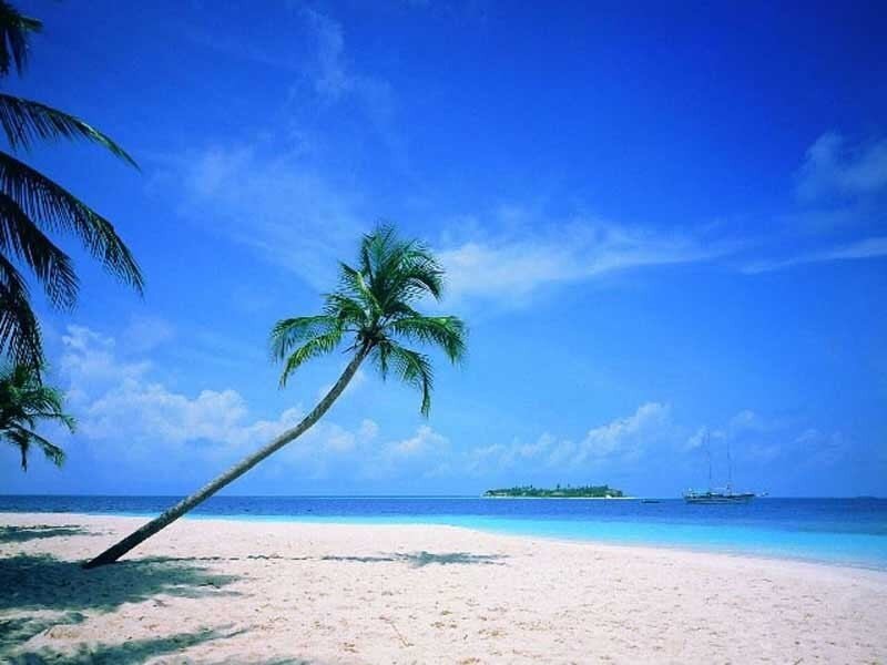 tropical beach with palm tree