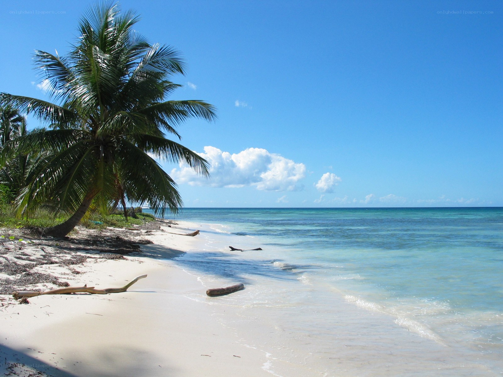 tropical beach with palm tree