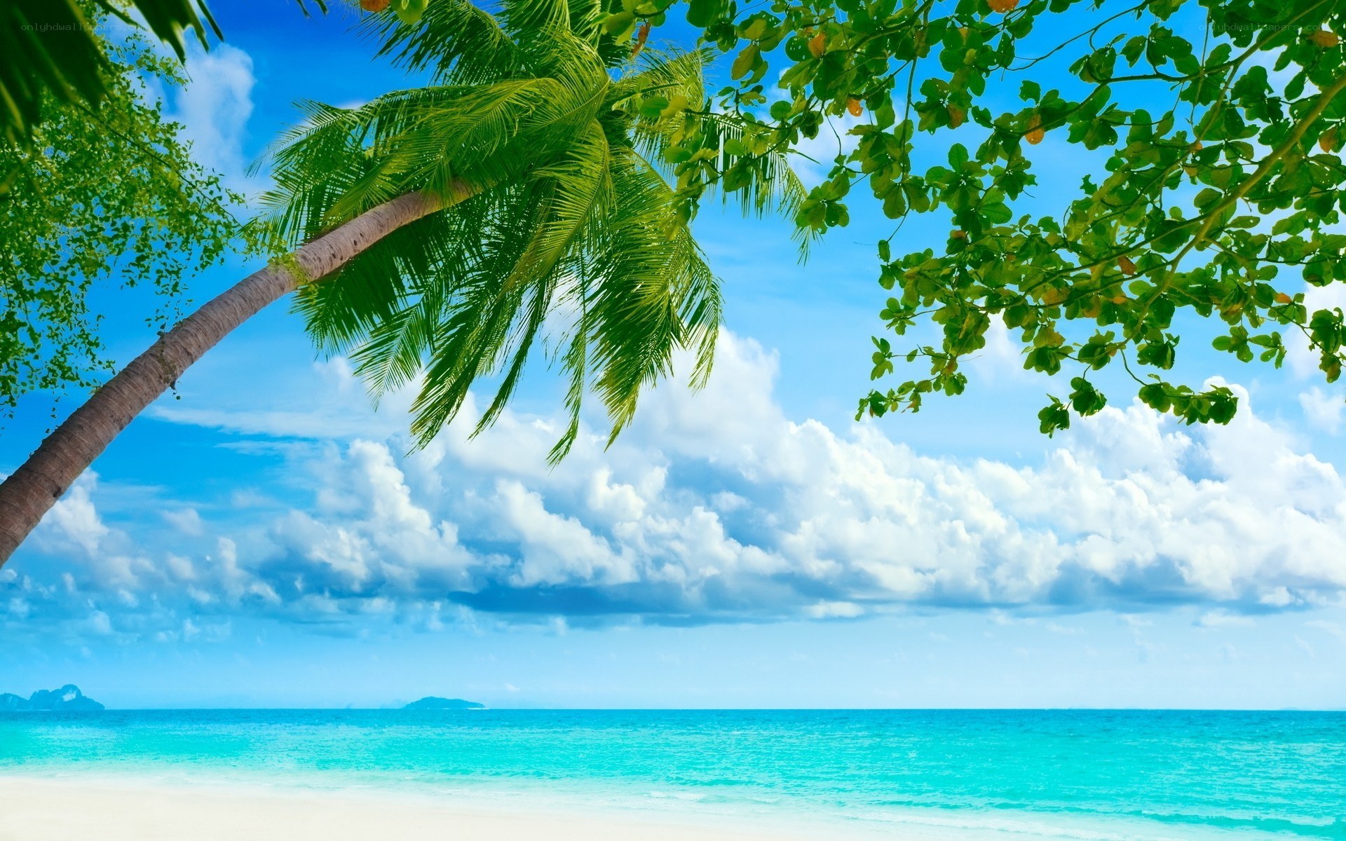 Tropical beach with palm tree