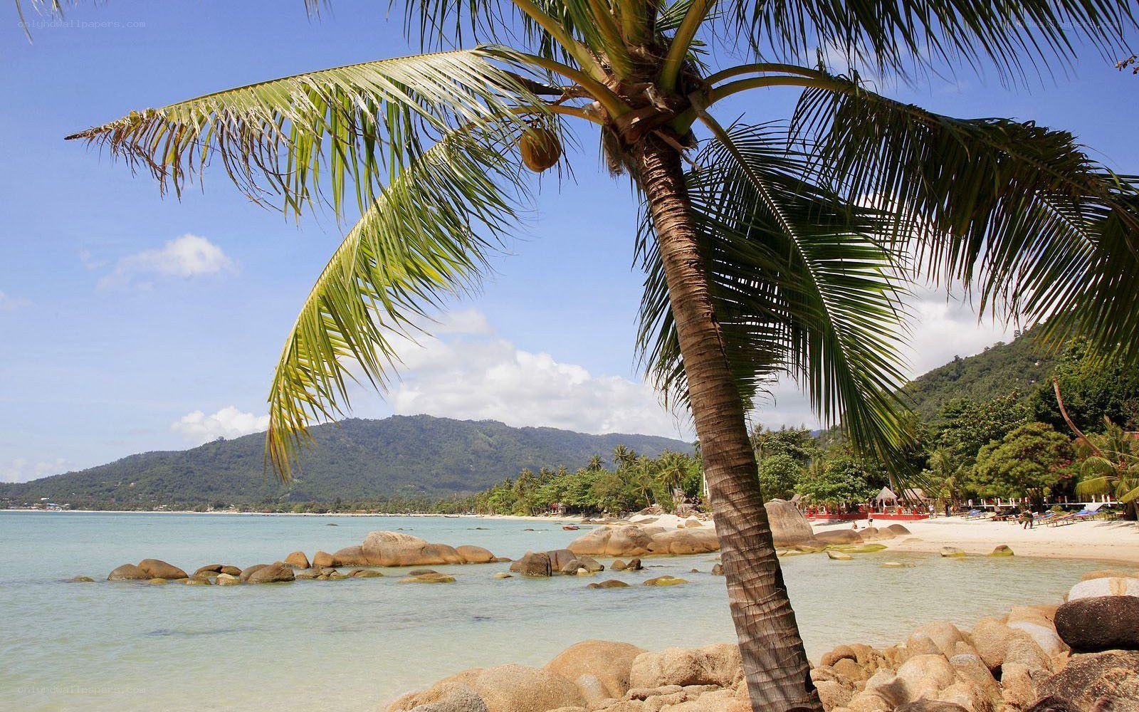 tropical beach with palm tree