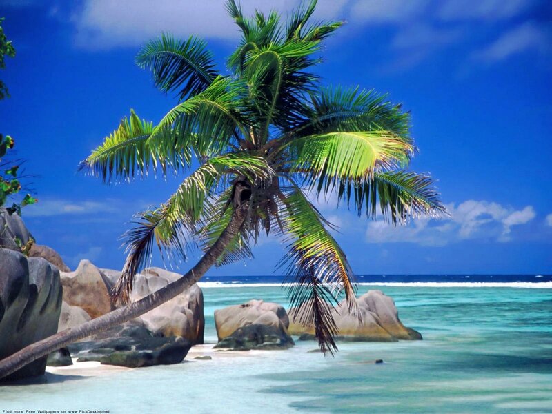 tropical beach with palm tree