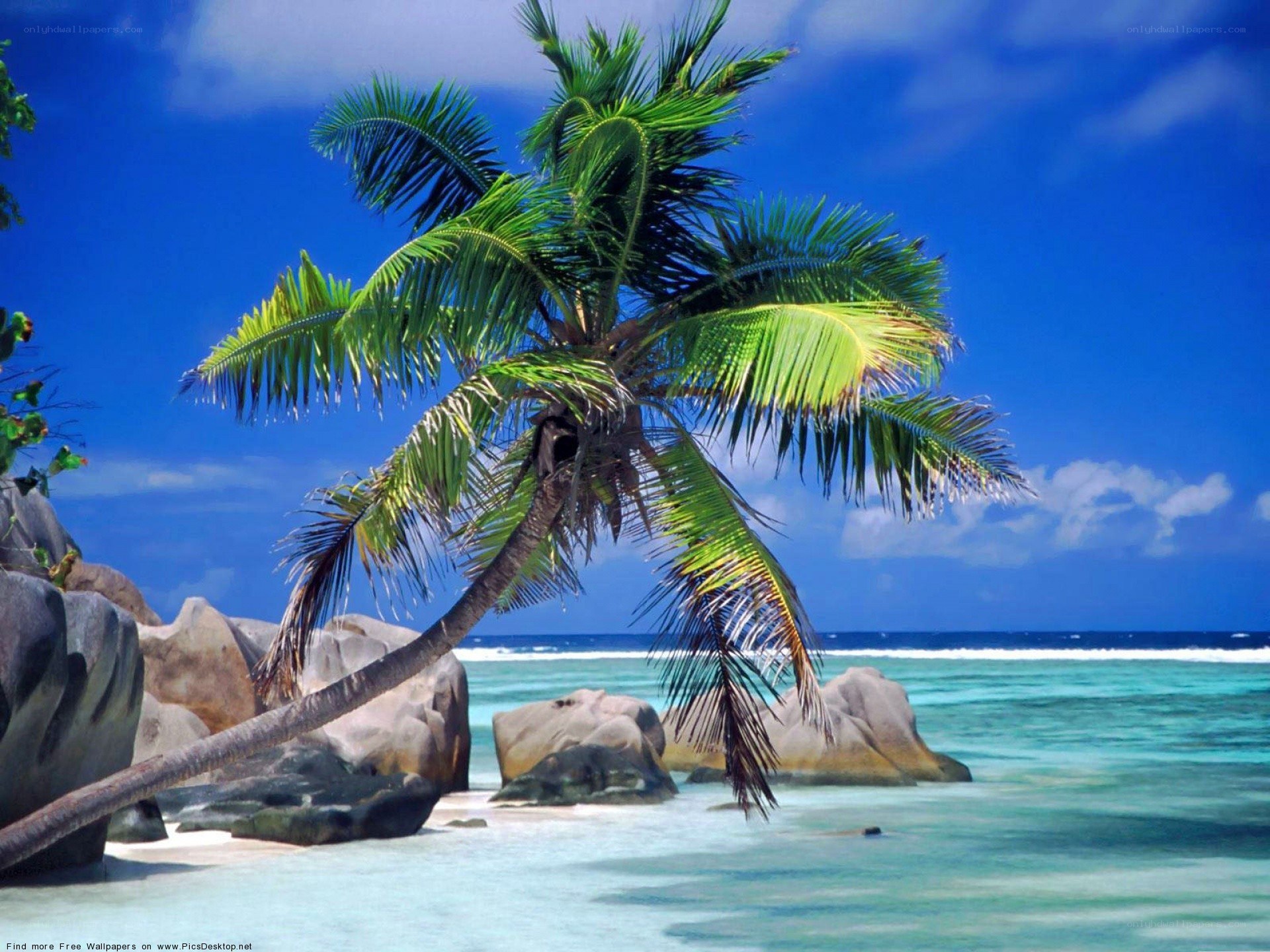 tropical beach with palm tree