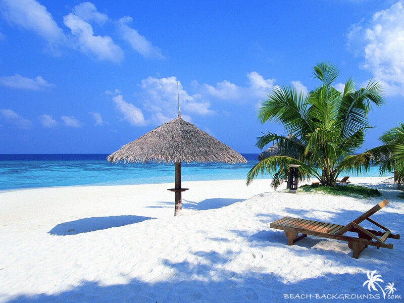 tropical beach with palm tree