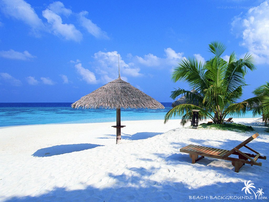 tropical beach with palm tree