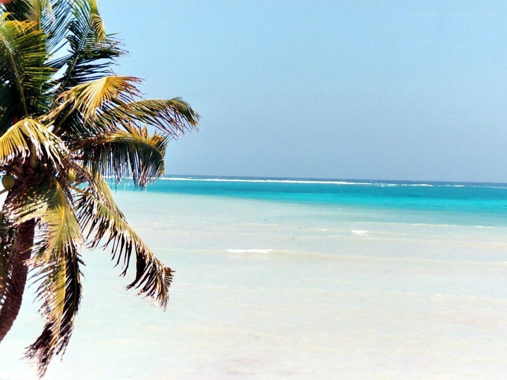 tropical beach with palm tree