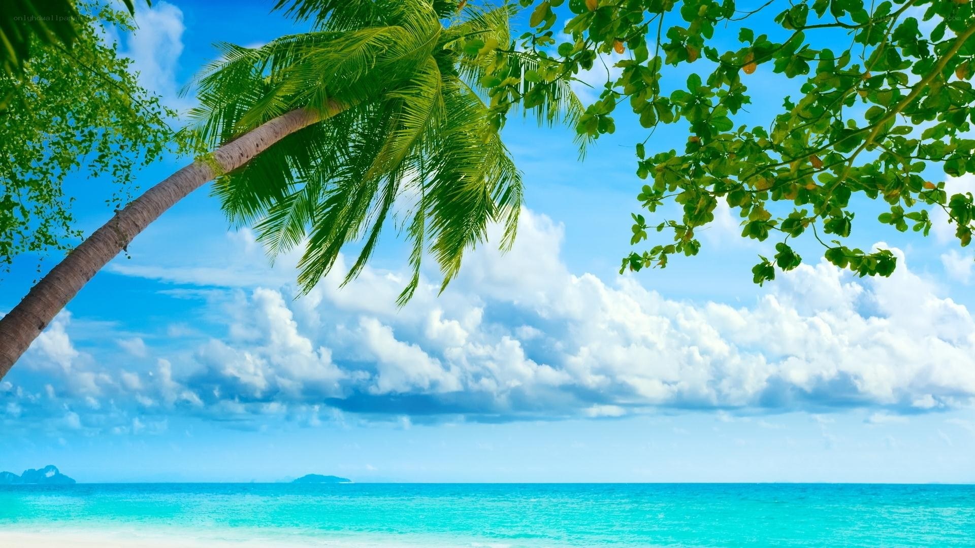 Tropical beach with palm tree