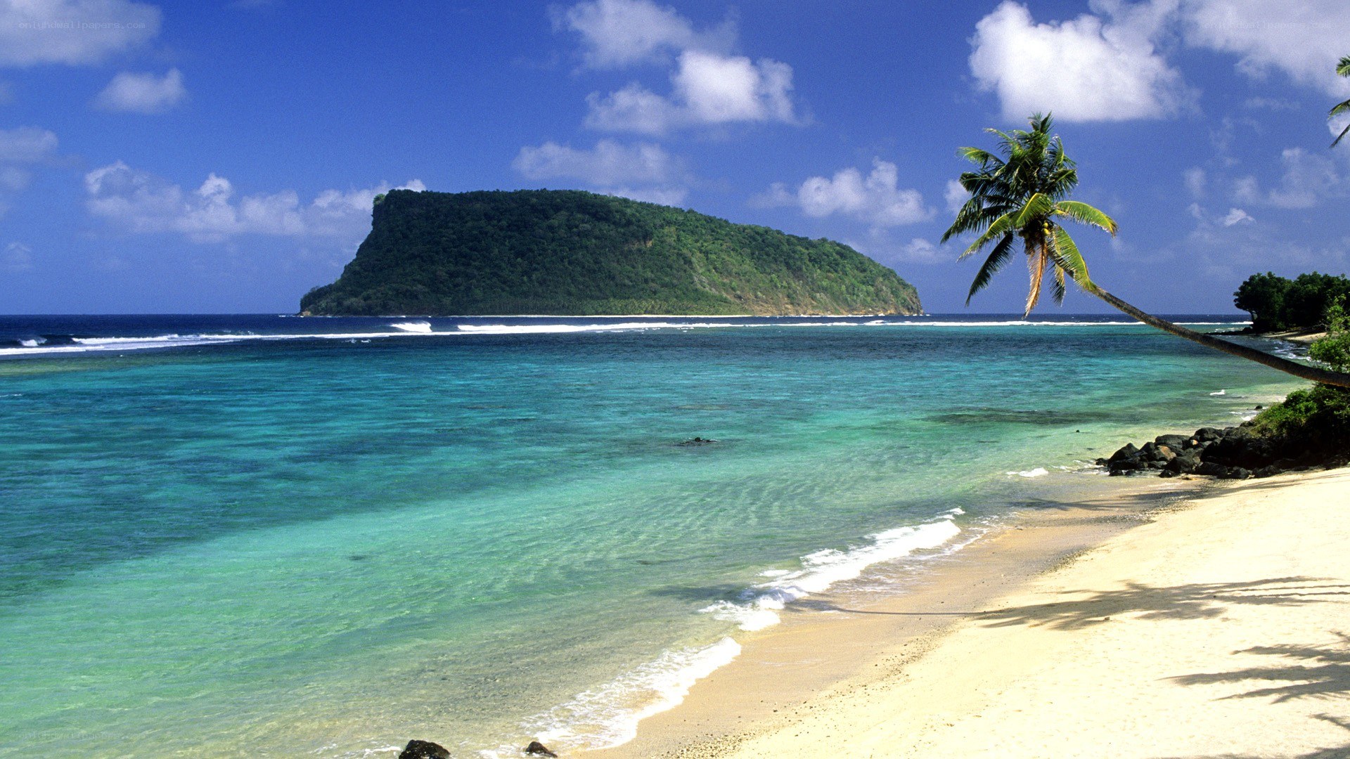 tropical beach with palm tree