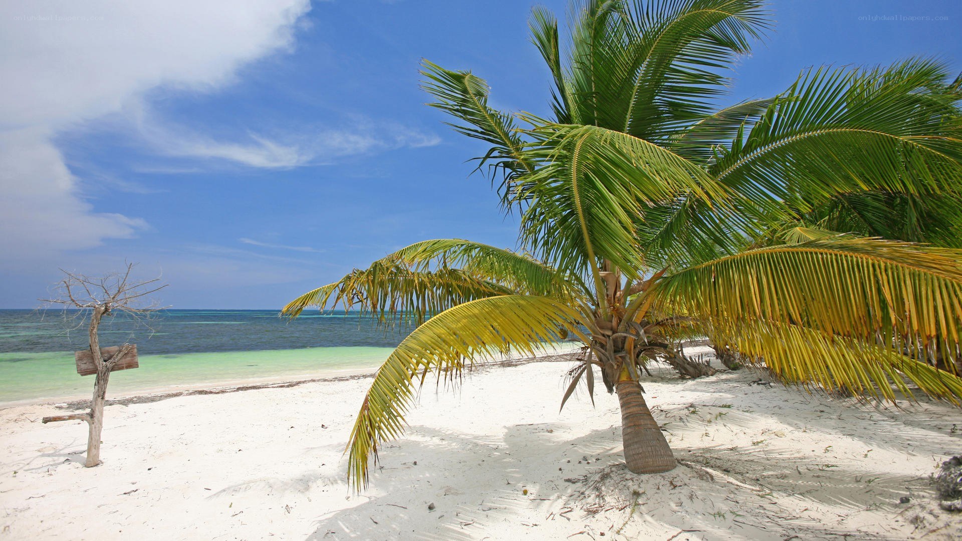 tropical beach with palm tree