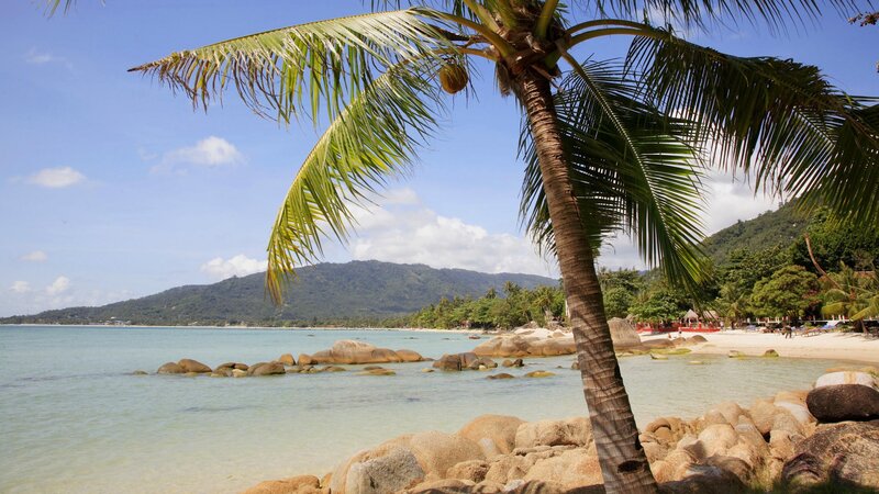 tropical beach with palm tree