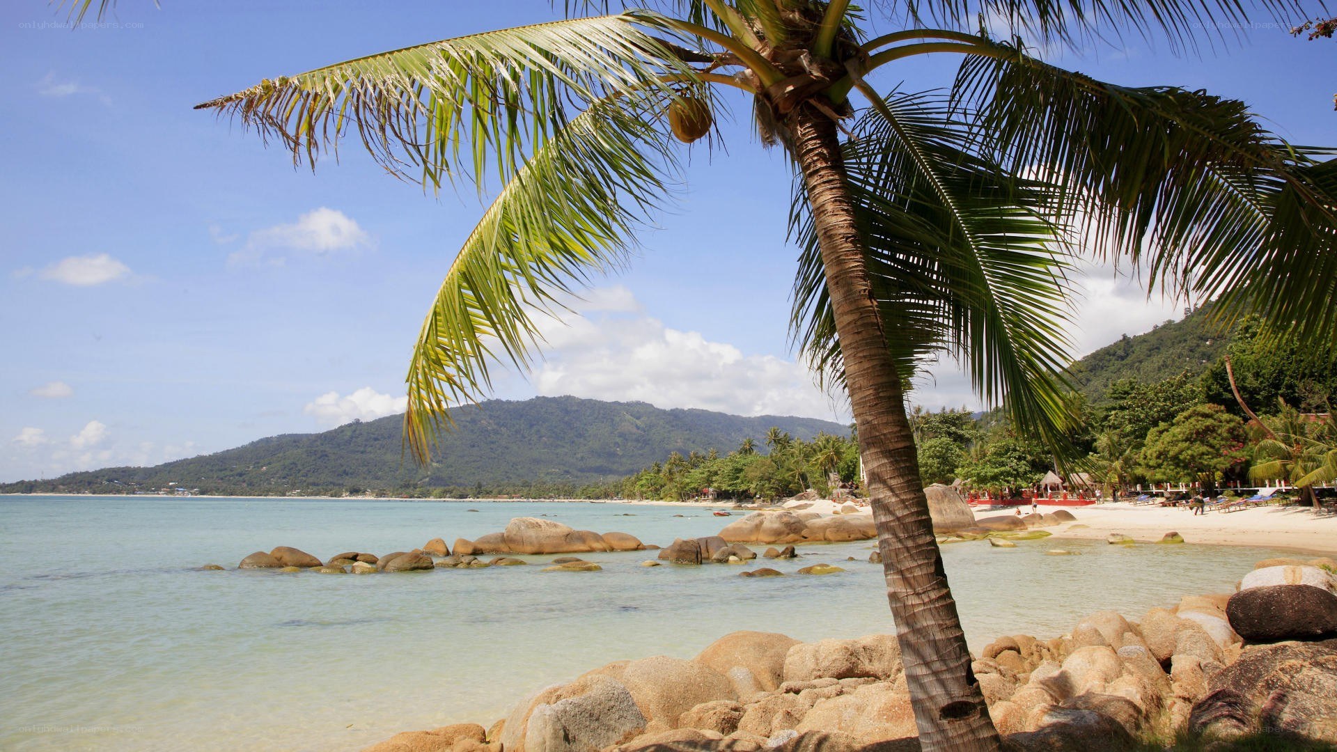 tropical beach with palm tree