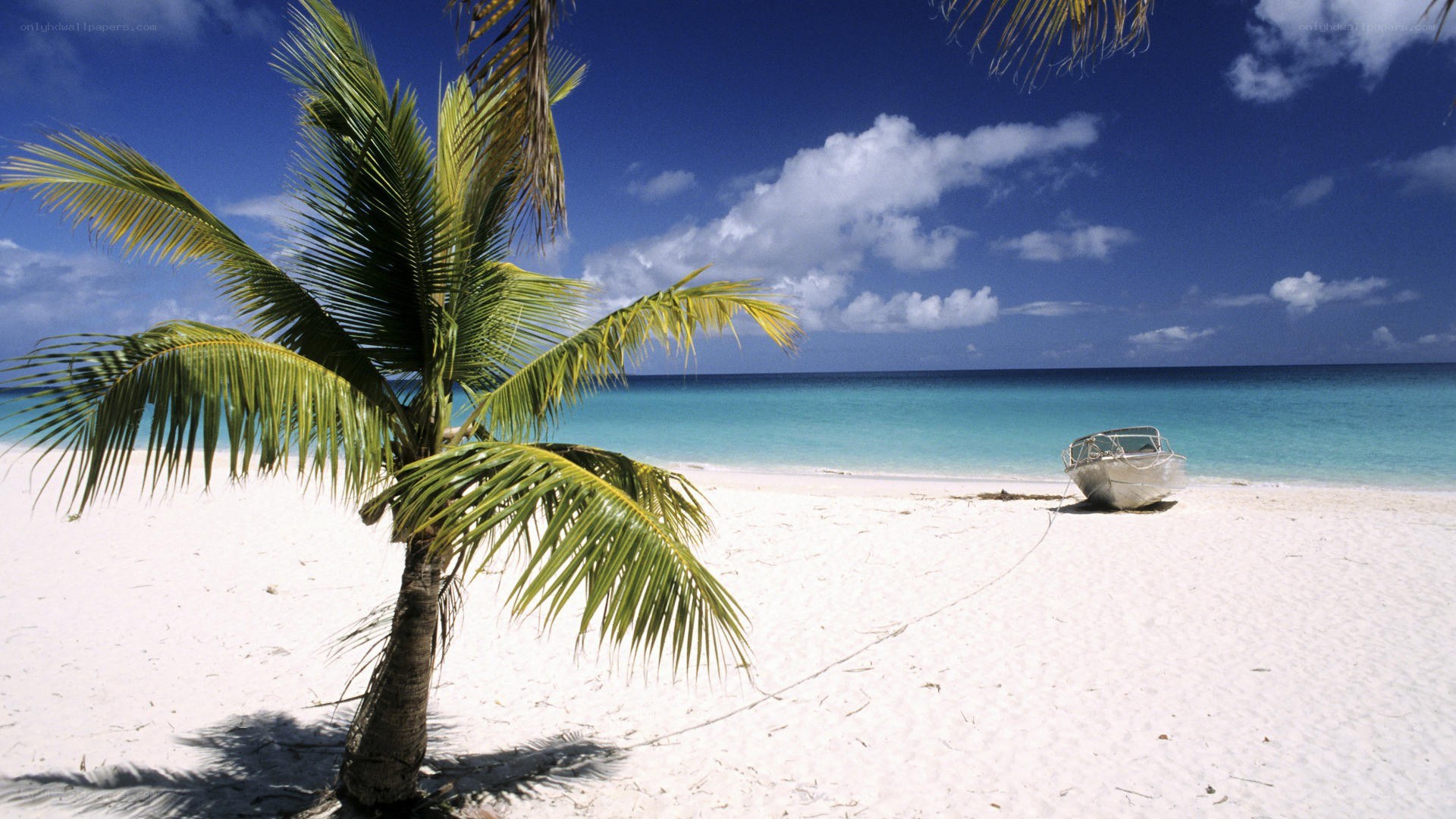 tropical beach with palm tree