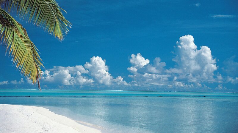 tropical beach with palm tree