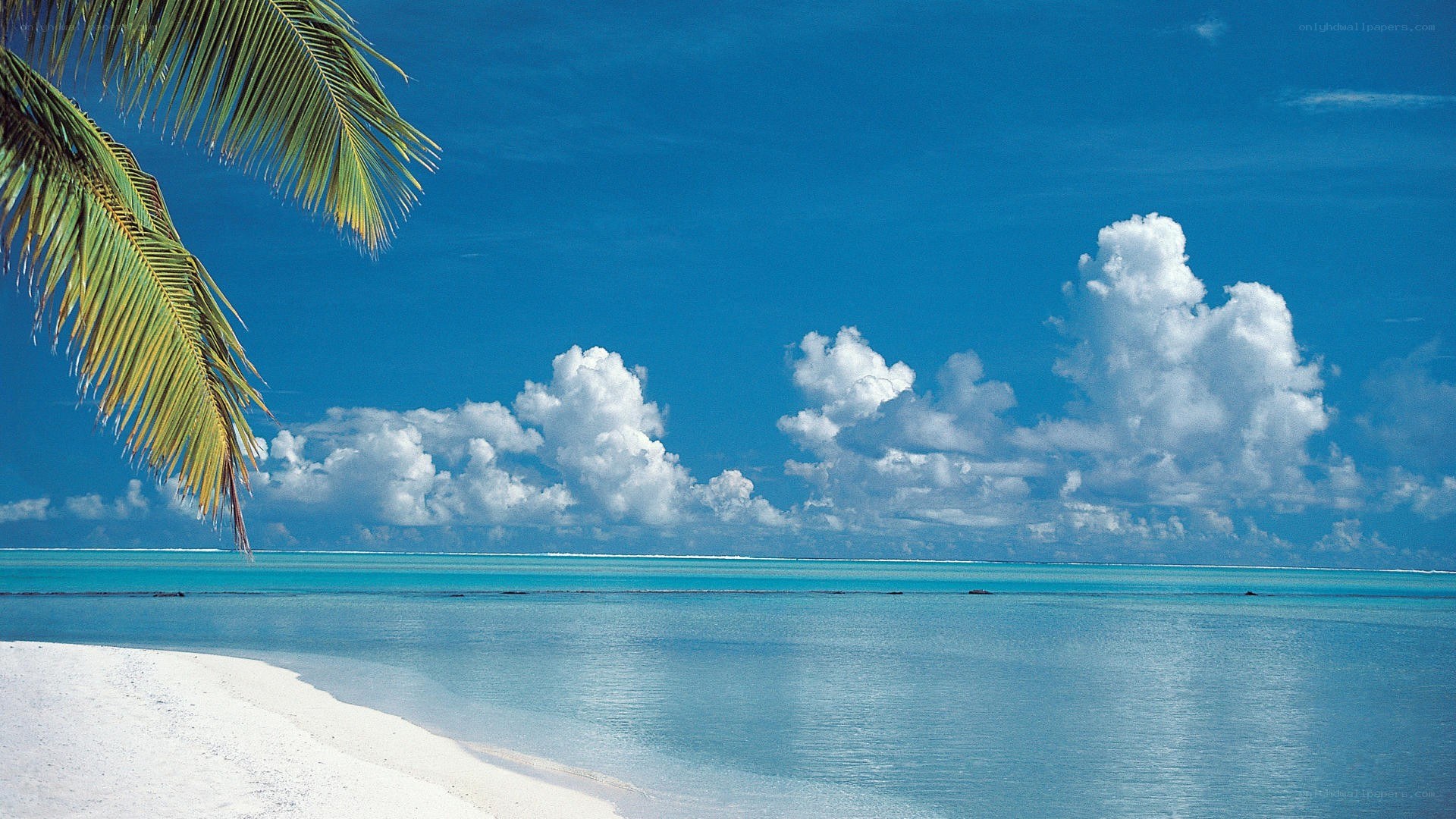 tropical beach with palm tree