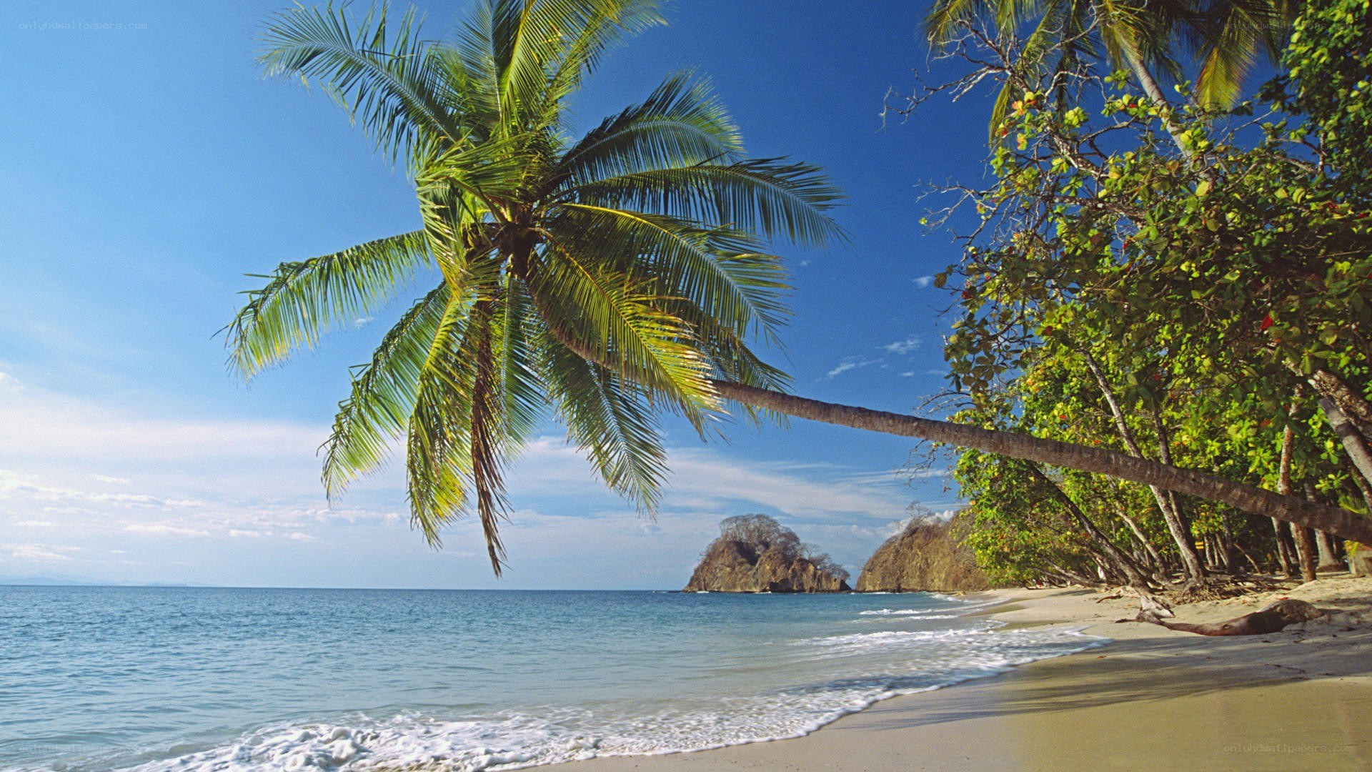 tropical beach with palm tree