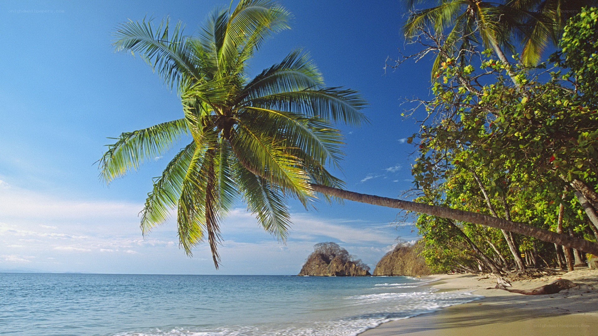 tropical beach with palm tree