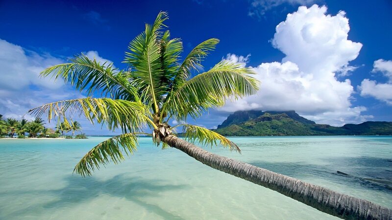 tropical beach with palm tree