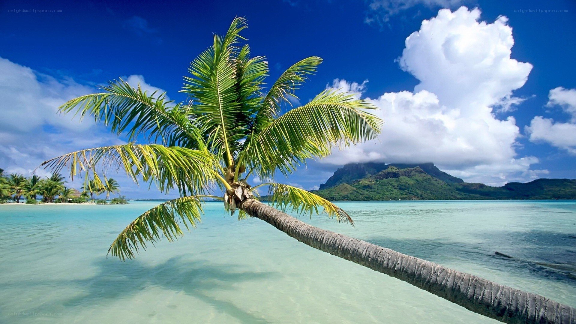 tropical beach with palm tree