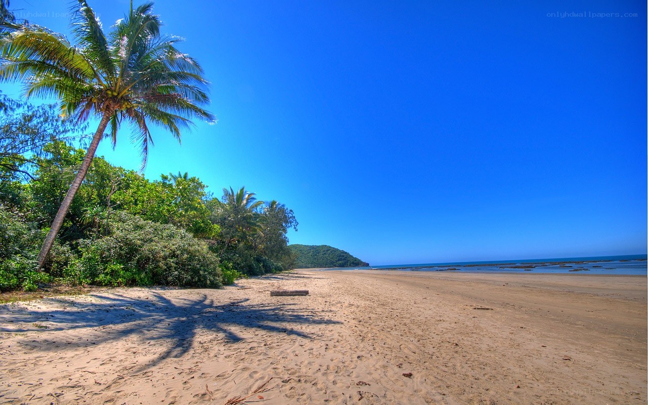 tropical beach with palm tree