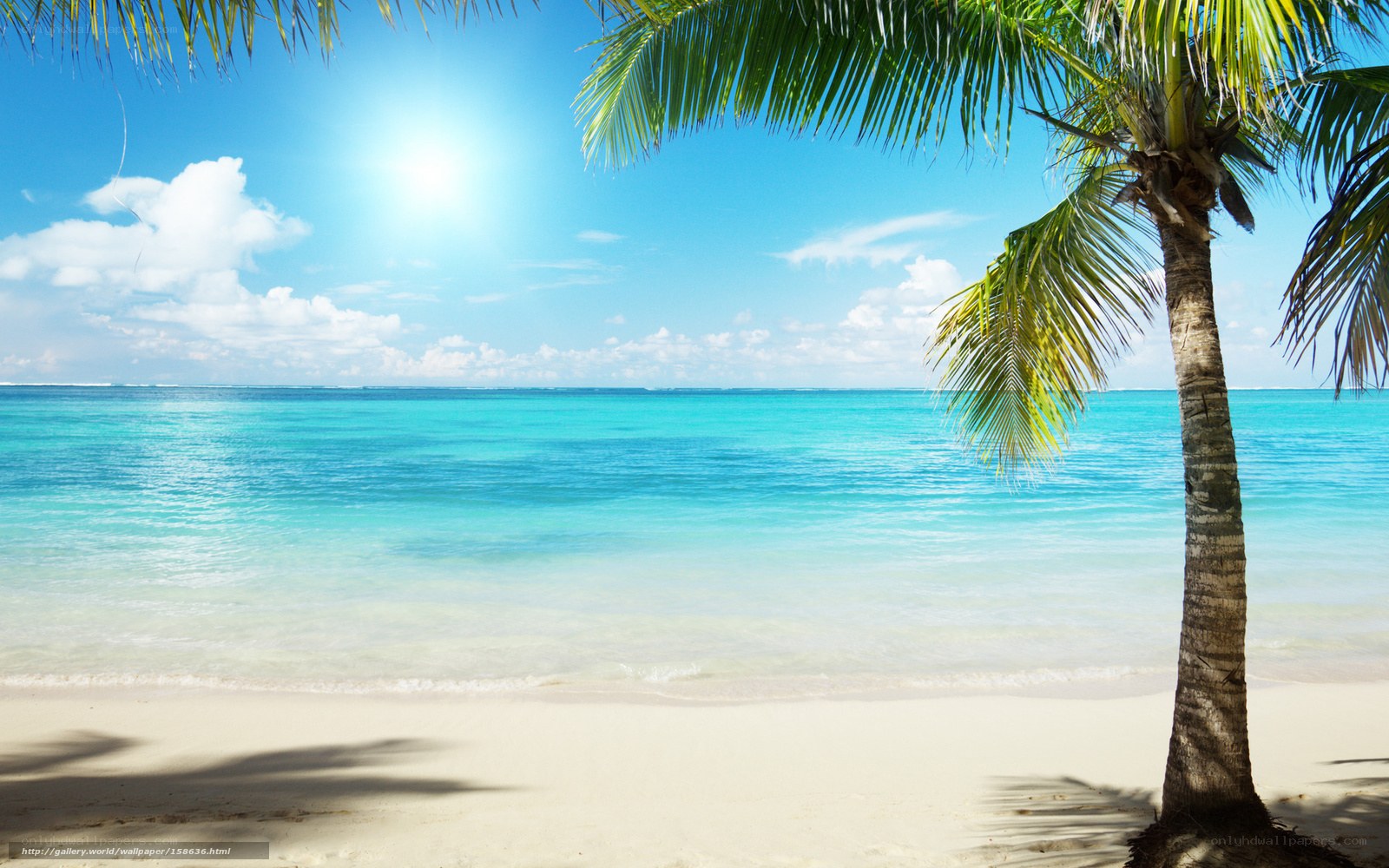 Tropical beach with palm tree