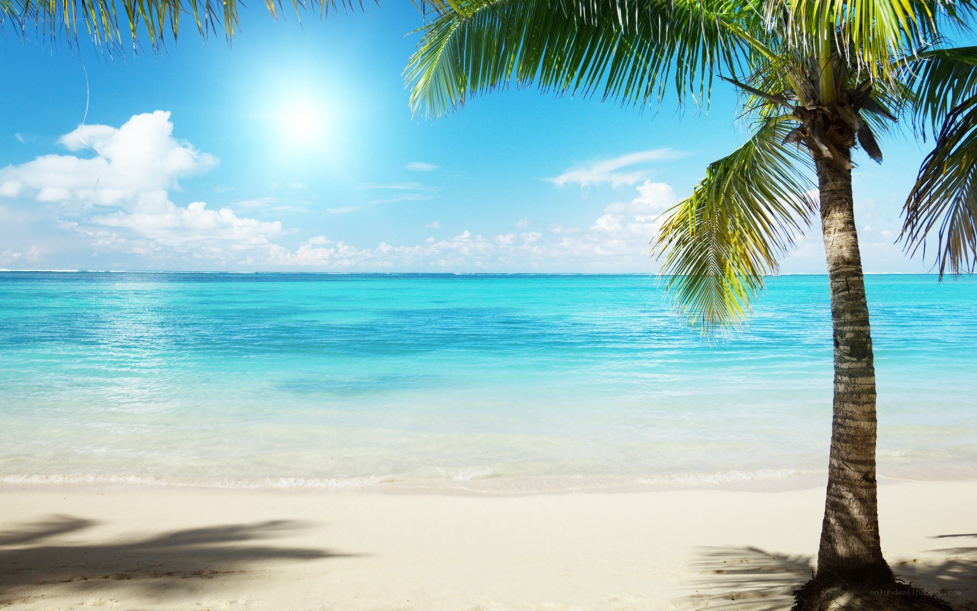 Tropical beach with palm tree